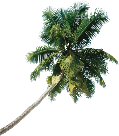 Coconut Tree